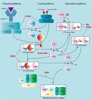 Frontiers | Role of Complement System in Kidney Transplantation 